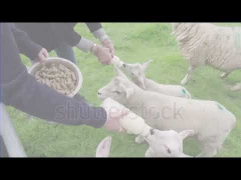 Antonio Wolanin - Neighborhood Animals Revisited (2021 REUPLOADED)