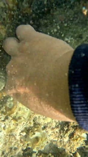 This is how to get Codium edule #seaadventure #codiumedule