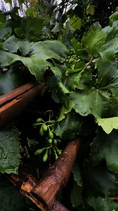 191K views · 2K reactions | Mission Green Revolution By Aamir Manzoor (Diversification Of Varieties The Only Solution). | The Streets Of Kashmir | Facebook