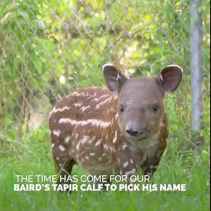 We have a big announcement today - our endangered Baird's tapir calf has picked his name! Meet Pacha (pa·chuh), which is Latin for "peace" and a Quechua word meaning "the world." Fun fact: Pacha is also the name of The Emperor's New Grove character! Mom Ixchel and Pacha are doing well behind-the-scenes bonding. According to his care staff, Pacha is very inquisitive and has a calm demeanor just like his like mom. He is gaining more than a pound a day and currently weighs over 40 pounds. While tap