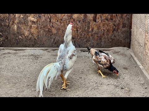 Qaib Thaib Thai Roosters-Aggressive Brood In Breeding & tham pem txog txiv qaib me txoj kev heev