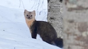 Sable spotting in Changbai Mountain