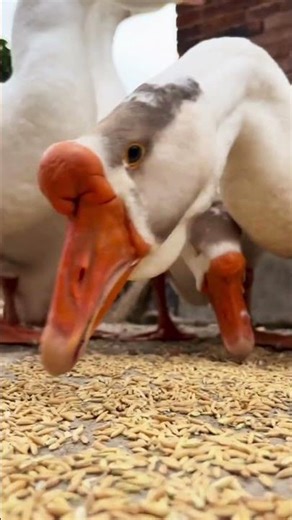 How to raise geese - poultry collect goose eggs