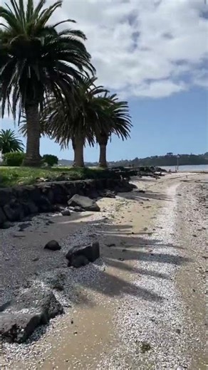 Walking on Shells - Satisfying Crunchy Sounds 🐚 #shorts