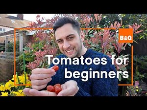 How to grow your own tomatoes (beginner friendly!) 🍅