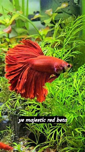 The Ultimate Nano Ecosystem: Betta, Shrimp #BettaFish #PlantedTank #Aquarium #NanoTank #CherryShrimp