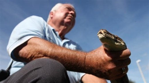 Pythons, iguanas, agama lizards: Exotic animals sightings around Florida's Treasure Coast