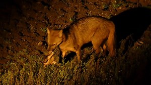 食蟹狐猎食有毒蟾蜍_哔哩哔哩_bilibili