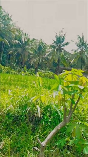 rumah asri tepi sawah #pemandanganalam
