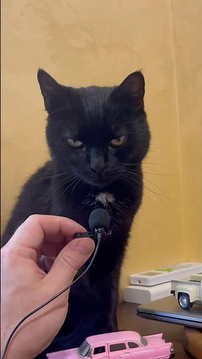 Black cat purr. Sweet cat purring for you. Sweet and Cute cat purring for relaxation. Purr. Friday
