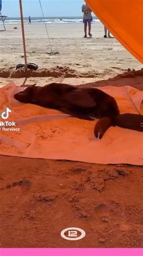 8.7K views · 123 reactions | #Viral|  Una usuaria de TikTok se...