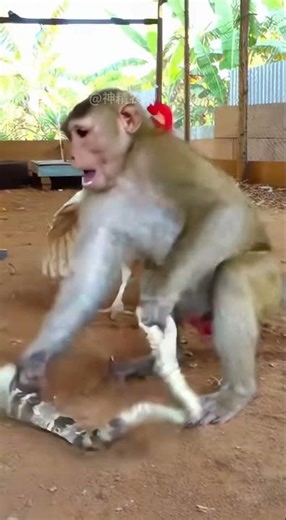 Monkey security guard is totally fierce! #animals #wildlife #viral#monkey