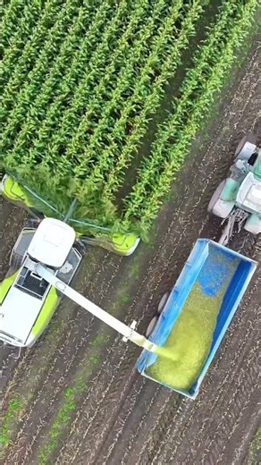 Maize Silage is NO issue for the CLAAS Jaguar 870 Forage Harvester #shorts