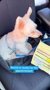  This pet is waiting for their check-up… are you coming?  Our Pet...