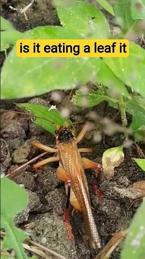 Herbivorous Cricket, Look at the Detail of Its Bite! 🔬#shorts #cricket #unique