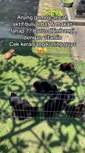 Hello Petshop (@hello.petshop.sekargula)’s videos with nova pessoa que é muito - nei lucio fernandes