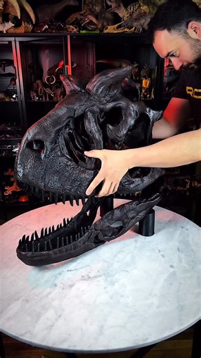 Leo Extinct | Dinosaur Collector | Dinosaurios | Cráneo de Carnotaurus 1/1 💀🦖 Estoy muy contento de poder mostrarles este fabuloso cráneo de Carnotaurus en escala 1/1, que... | Instagram