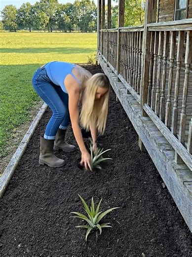Growing Pineapples Right Next to the Porch