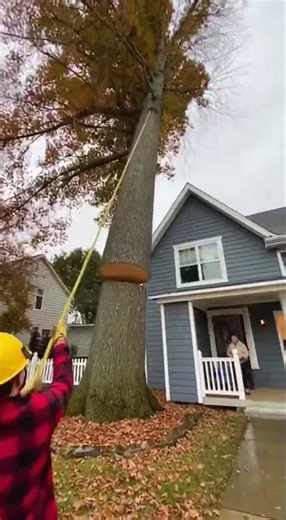 Tree Cutting Fail! 😳🌲 #TreeFail #Chainsaw #EpicFail #Disaster #CaughtOnCamera
