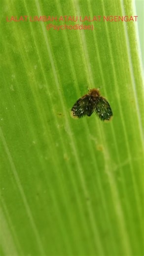 EXPLORE WASTE FLIES OR MOTH FLIES (Psychodidae) #explore #insects #shorts #nature #flies