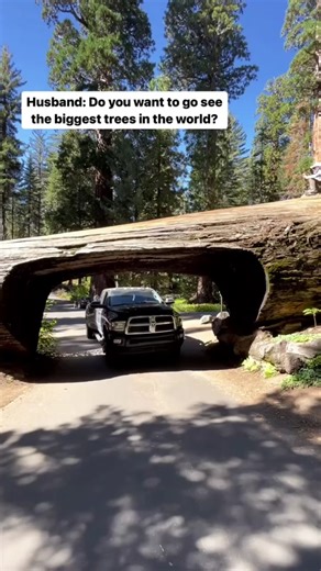 📍 Sequoia National Park - Did you know... Giant sequoias are the world’s largest species of tree. They can grow to mind-blowingly huge sizes. The largest living sequoia and therefore largest tree in the world is named the General Sherman Tree and is almost 275ft high with a 78ft circumference! The giant sequoia is listed as an endangered species with fewer than 80,000 trees remaining. This was our favorite and most underrated National Park, so far, in California. #nationalpark #sequoia #sequoia