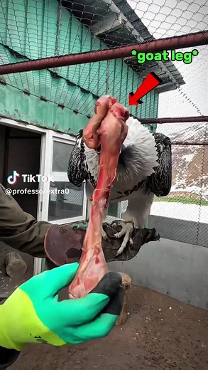 craziest animal sounds on earth #wildlife #birds #animals #tiktokgrowthchallenge #fyp
