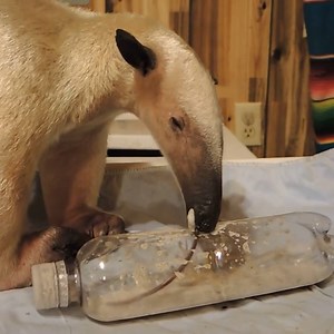 1.3M views · 1K reactions | This is how anteaters eat. | Insider Science | Facebook