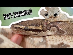 RESCUED BALL PYTHON SHEDDING OFF TICKS! UPDATE!