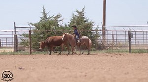 23K views · 224 reactions |  Meet Utah! A fantastic, fun all-around...