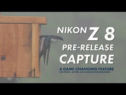 Explaining the Nikon Z 8 (Z 9 and Z6III) Pre-Release Capture; Use it for Sports, Action, Wildlife