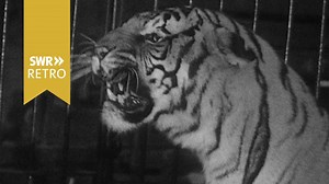 SWR Retro – Abendschau: Zirkus Busch in Stuttgart