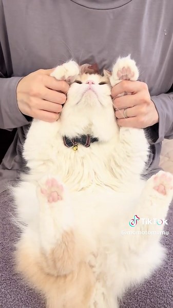 可愛い猫とウサギのダンス動画