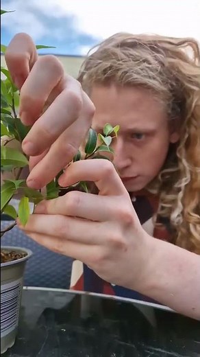 Styling A Ficus Benjamina Bonsai