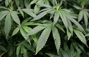 Medical Marijuana: What You Need To Know