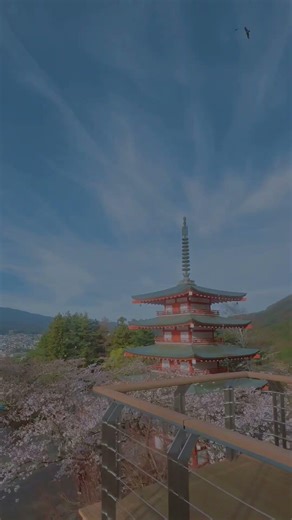 新倉山浅間公園はやっぱり混雑してる💦（2026年4月5日撮影) #富士吉田 #富士山 #さくら #桜
