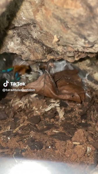 Orange Baboon Tarantula Orange Bitey Thing O.B.T Feeding Time #tarantula #tarantulas #tarantulasoftiktok #tarantulatok #orange #bite #bitey #obt #OBT #baboon #orangebaboontarantula #spider #spiders #spidersoftiktok #arachnid #arachnids #arachnidsoftiktok #arachnophobia #leg #legs #feed #feeding #feedingtime #fyp #foruyou
