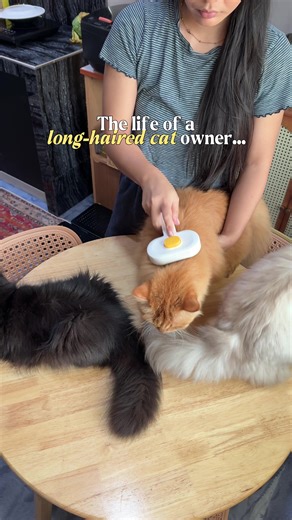 Tips for Brushing Your Cat 3 Times a Week