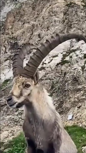 Ibex goat sound #ibexsound #ibexsound