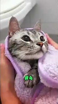 How to Bathe a Cat Without Getting Scratched 🐱💦