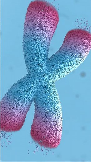Close-Up of Telomere Damage (3D Animation) #biology #telomeres #science