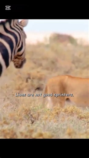 Lion #animals #lions #lionlife | Animal Documentary