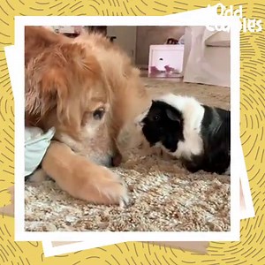 25M views · 246K reactions | This guinea pig follows his favorite dog EVERYWHERE  | The Dodo | Facebook