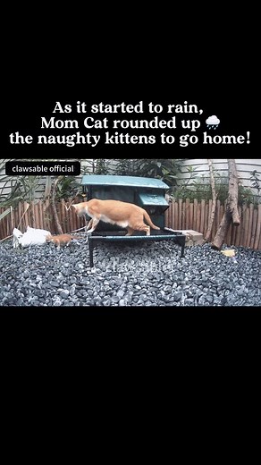 Soft little taps, tiny paws tumbling around… Mama watches with half-closed eyes, letting her baby burn off all that energy beside her. Just quiet, cozy chaos. 💤🐾#heatedcathouse #catrescue #wintercats #communitycats #outdoorcats #rescuecat #cathouse #catshelter #feralcats #clawsable #catasmr | Clawsable