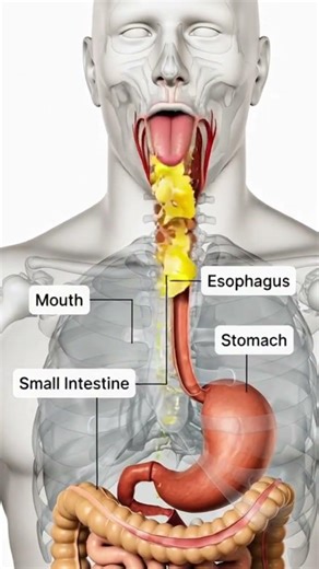 Digestive System in Motion | What Happens When You Eat a Lemon? 3D Medical Animation