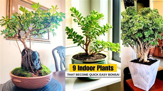 Transform ordinary indoor plants into extraordinary bonsai