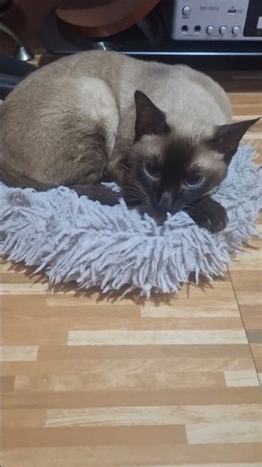 Siamese angry #cats #siamese #angrycat #grumpy