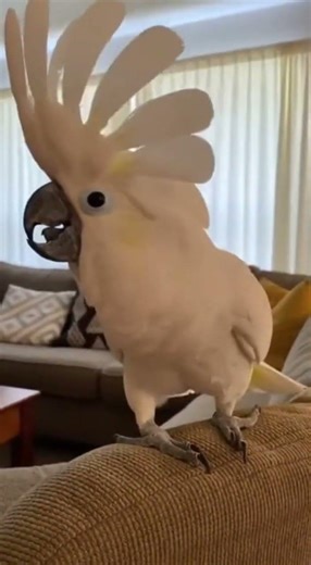 Angry Cockatoo's Fierce Roar: STOP IT NOW!
