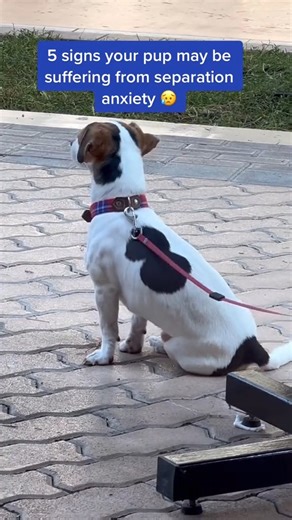 2.7K views · 23 reactions | 5 signs your pup is silently suffering from separation anxiety when you leave for work or run errands! #doganxiety #separationanxiety #dogparents #dogmom #dogpsychology #dogbehavior | PetLab Co. | Facebook