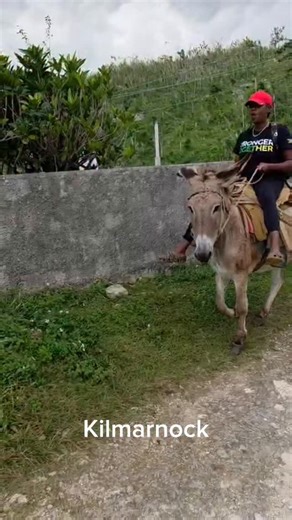 Emprezz Golding on Instagram: "Delivering hope, one tarp and one friendly donkey at a time. Hurricane Melissa's recovery tale continues—with laughter, resilience, and a little help from Our donkey Dorris and new friends. Every week we bring items to those rebuilding, share stories, and soak in the warmth of community life in Kilmarnock, St Elizabeth/ WestMoreland,Jamaica. Grateful for the chance to bond, give back, and witness joy rise from the everyday miracles of rebuilding together. #Jamaica