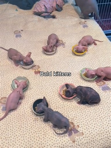 Adorable Bald Kittens That Melt Your Heart